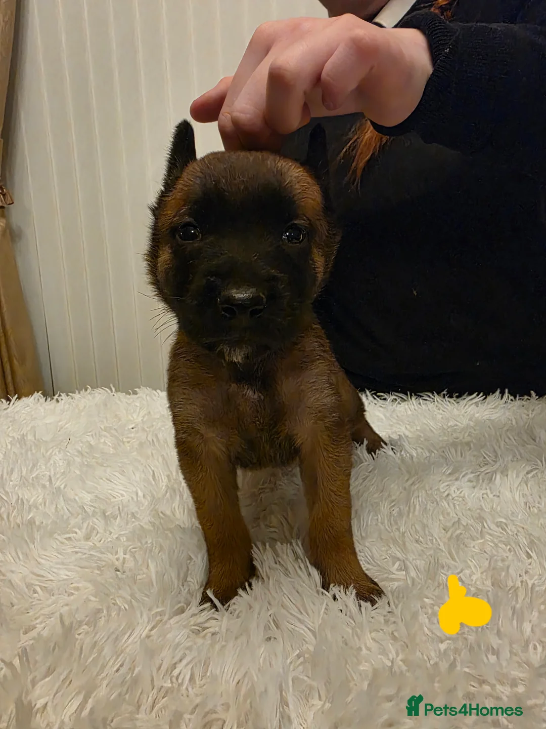 Belgian Shepherd Dog dogs for sale: 🔥🔥Fantastic Belgian Malinois Puppies🔥🔥 - Advert 6
