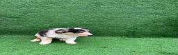 Australian Shepherd dogs for sale: Australia shepherd Kc puppies ONE LEFT  - Advert 7
