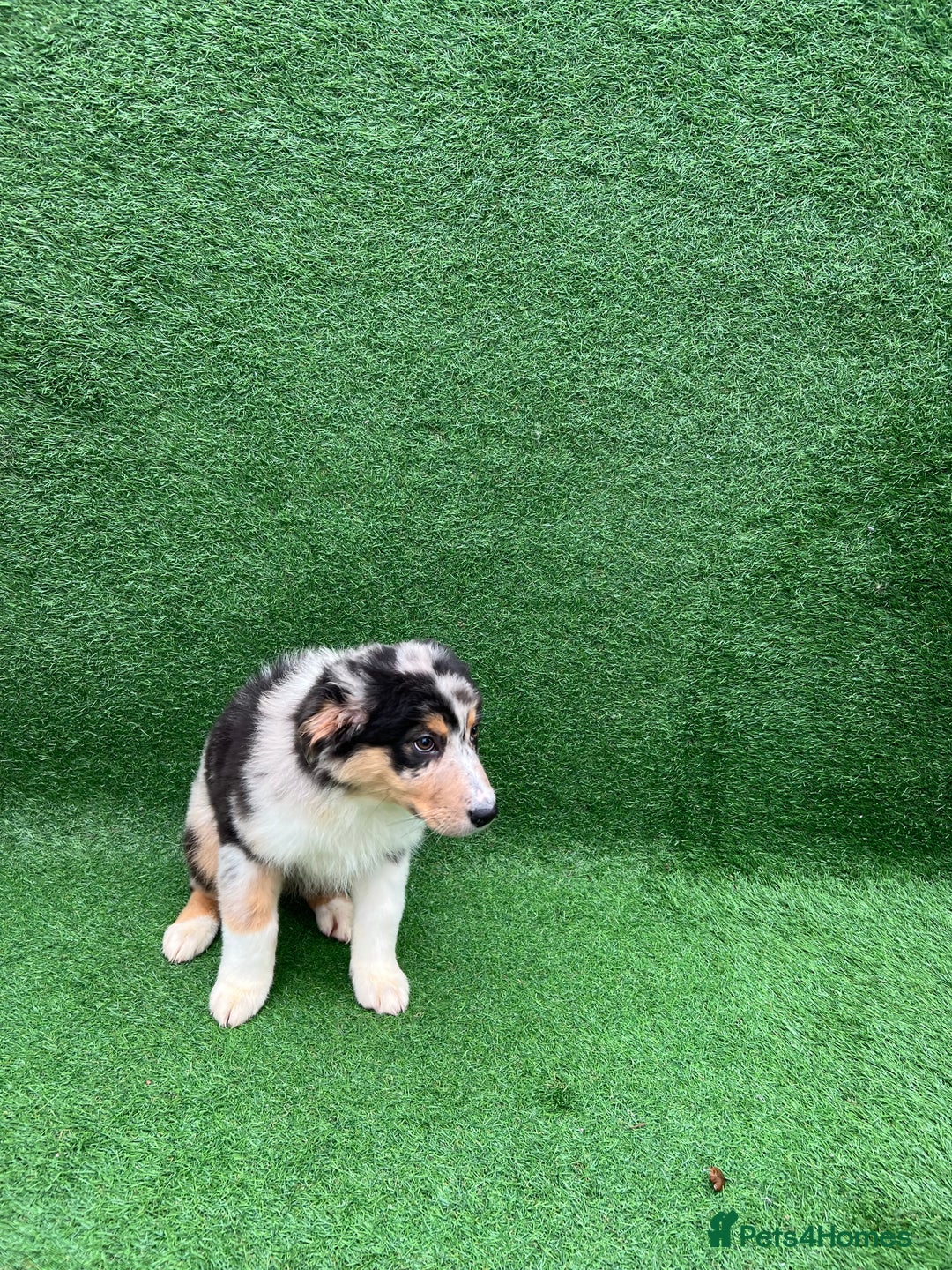Australian Shepherd dogs for sale: Australia shepherd Kc puppies ONE LEFT  - Advert 7