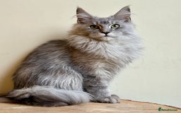 Maine Coon cats for sale: Beautiful pure bread maine coon kittens  - Image 5