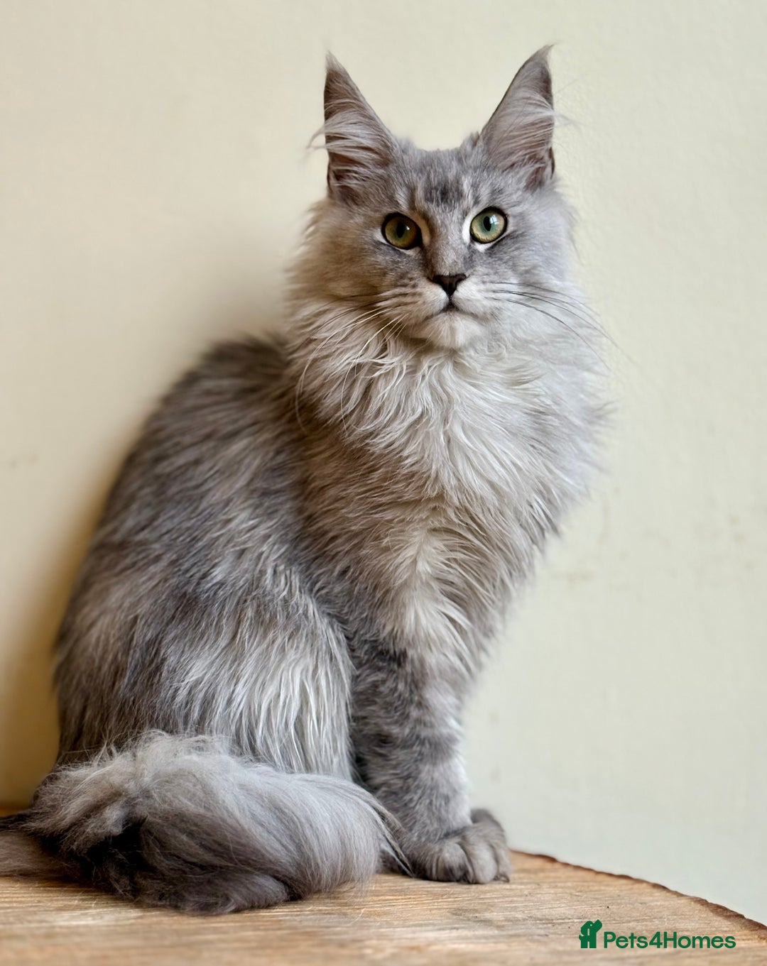 Maine Coon cats for sale: Beautiful pure bread maine coon kittens  - Image 5