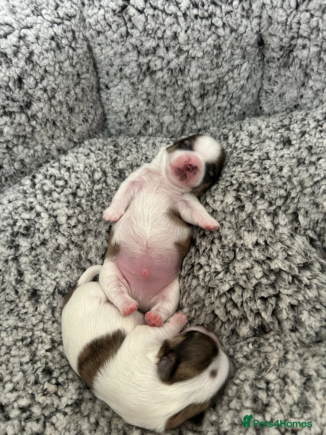 Shih Tzu dogs for sale: Shiatsu puppies for sale  - Advert 6