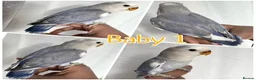 Lovebirds birds for sale: 8 week baby lovebirds for sale  - Advert 3