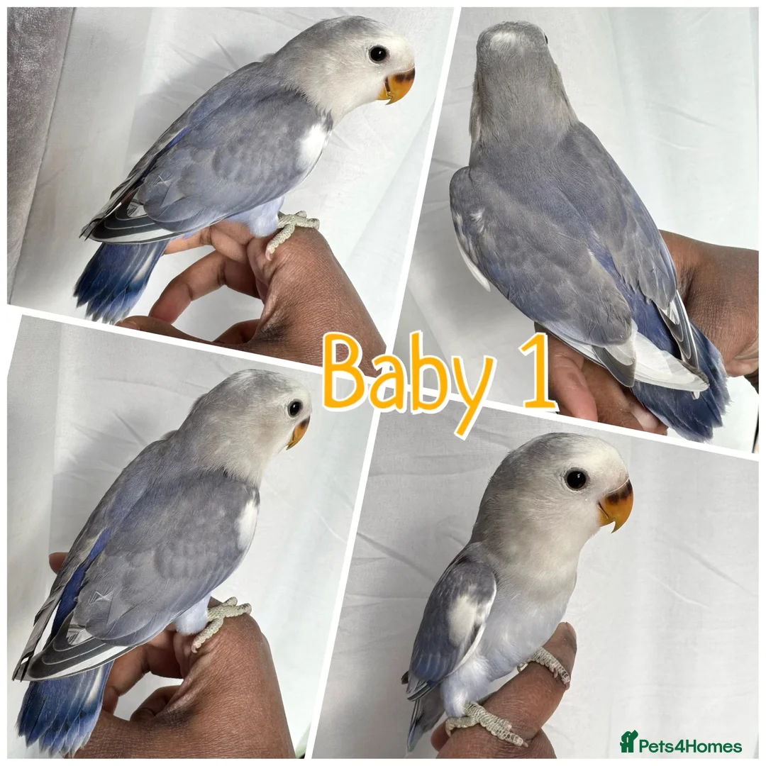 Lovebirds birds for sale: 8 week baby lovebirds for sale  - Advert 3