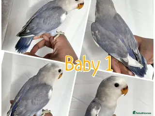 Lovebirds birds 1 left! 8 week baby lovebirds for sale - Advert 2