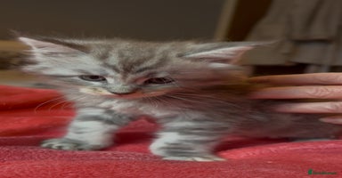 Maine Coon cats - Advert 11