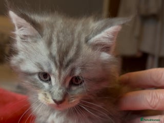 Maine Coon cats - Advert 32