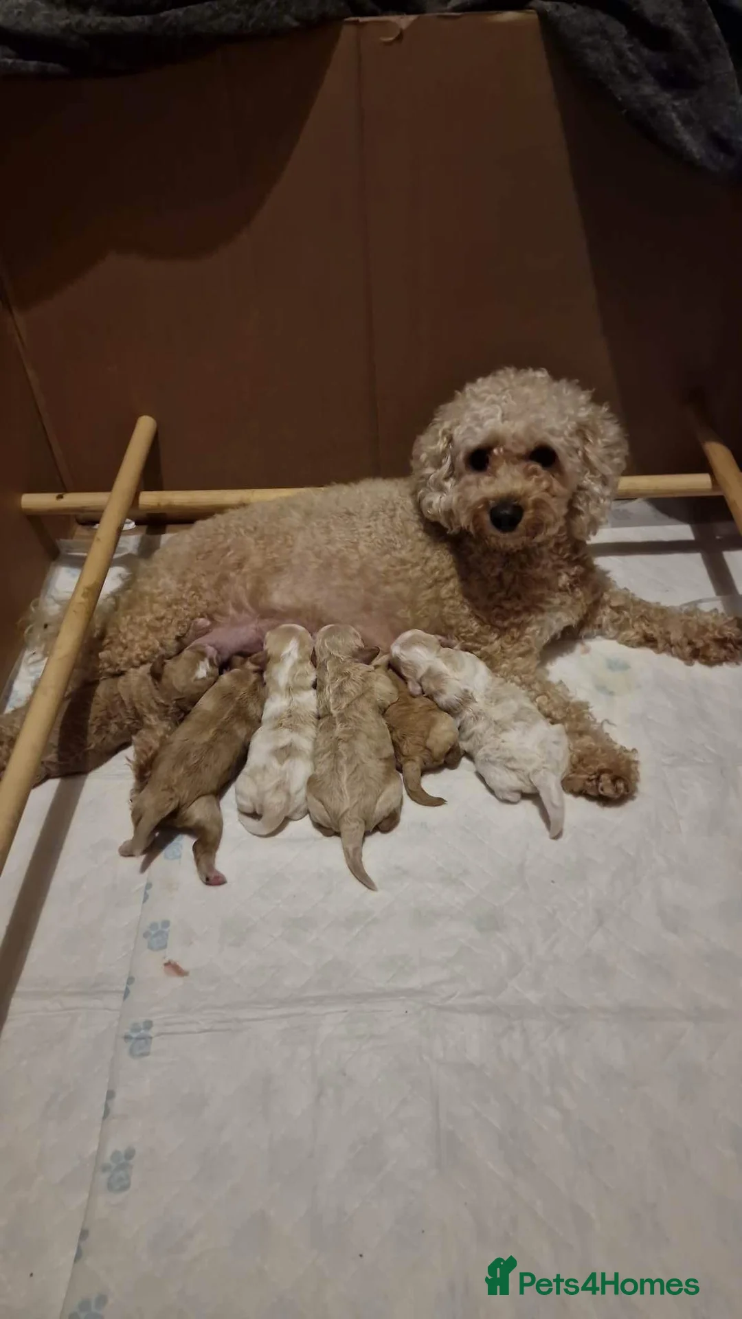 Cavapoo dogs for stud: F1 PROVEN Toy Cavapoo DNA Clear stud in Stafford - Advert 34