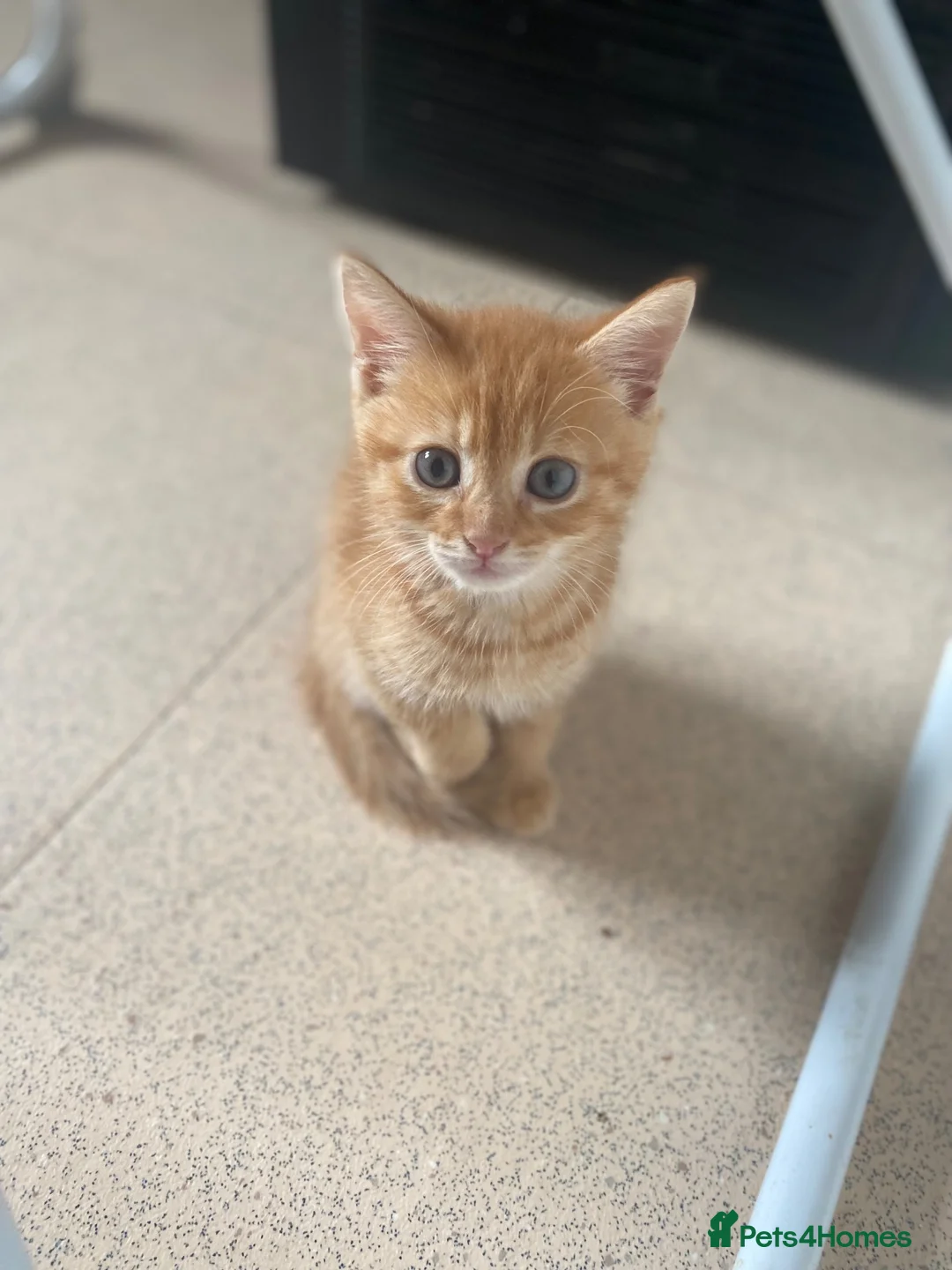Mixed Breed cats for sale: Beautiful fur babies to go to lovley homes :)  - Advert 1