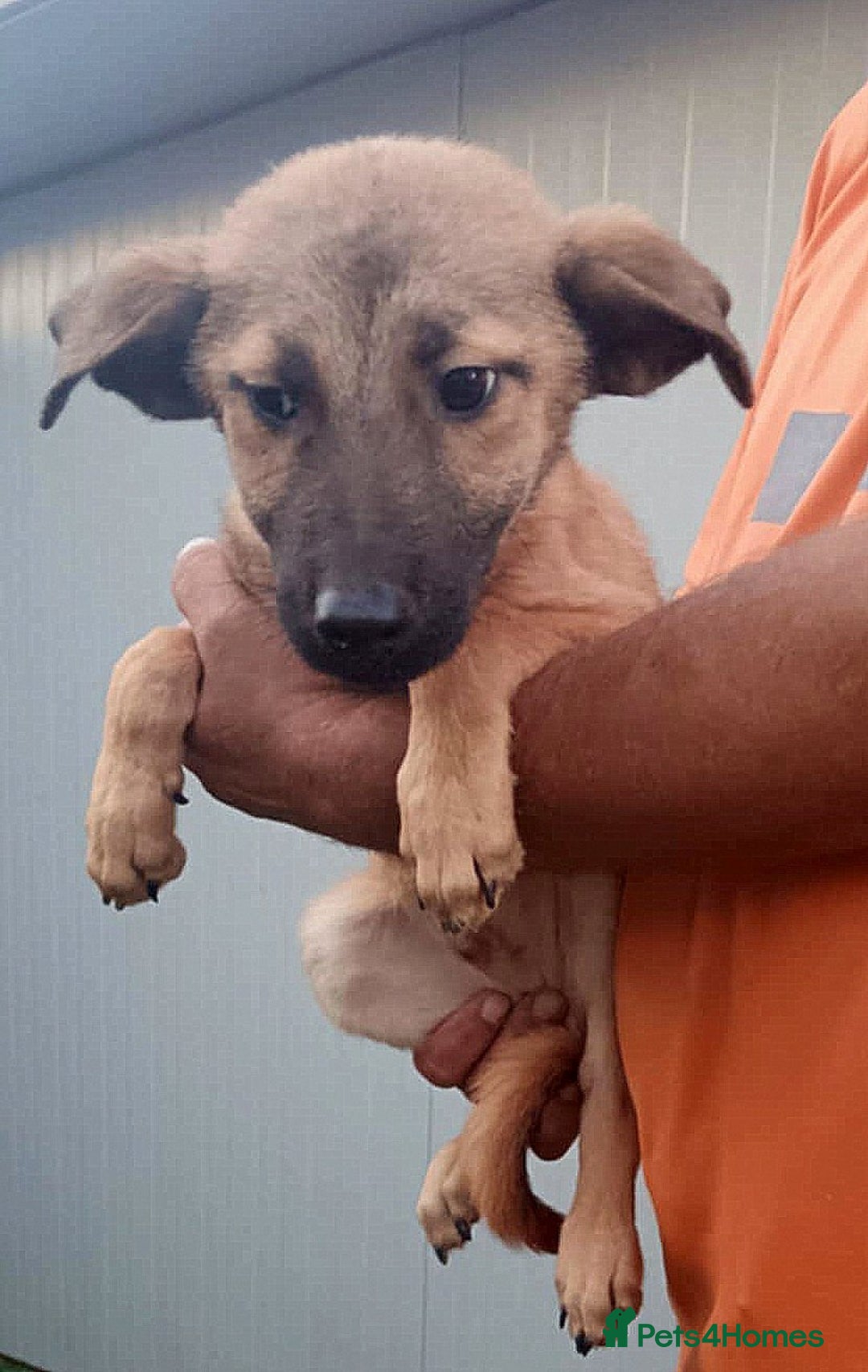 Mixed Breed dogs for adoption: 💖 MARLEY – a lovely boy with a gentle soul 💖 - Advert 2