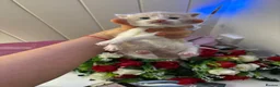 Mixed Breed cats for sale: 6 Adorable Male Kittens – 2 Ginger & 4 Beige - Advert 21