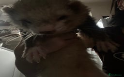 Ferret rodents for sale: Male ferrets looking for home. - Image 3