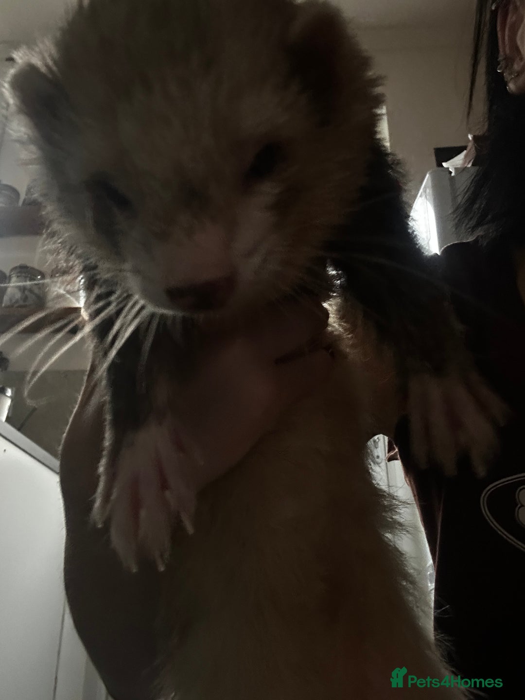 Ferret rodents for sale: Male ferrets looking for home. - Image 3