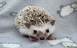 Pygmy Hedgehog rodents for sale: African Pygmy Hedgehog Hoglets  - Advert 8