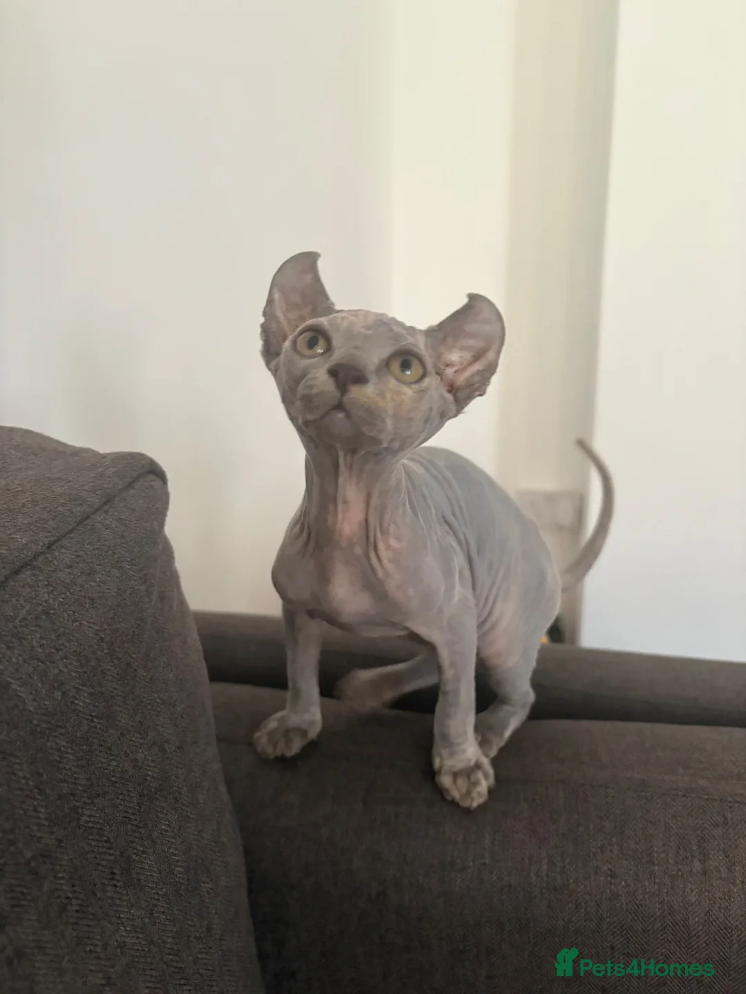 Dwelf cats for sale: Elf Sphynx kitten  - Advert 2