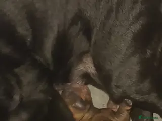 Dachshund dogs Dachshund puppies - Advert 1