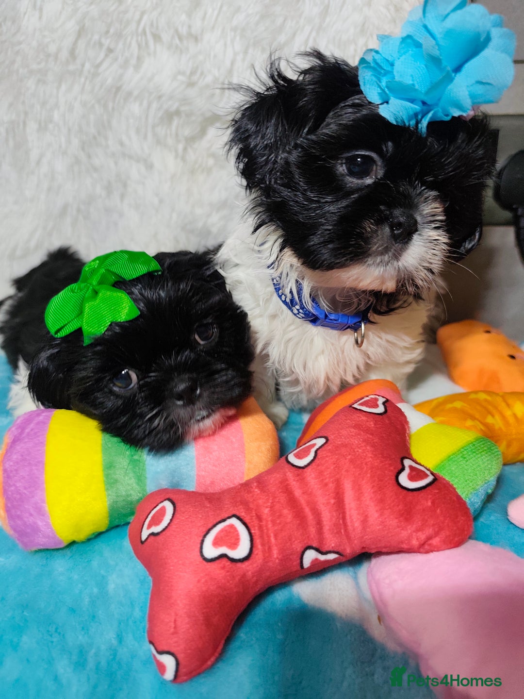 Shih Tzu dogs for sale: Shih Tzu puppies 1 boy available Redy Now!!! - Image 4