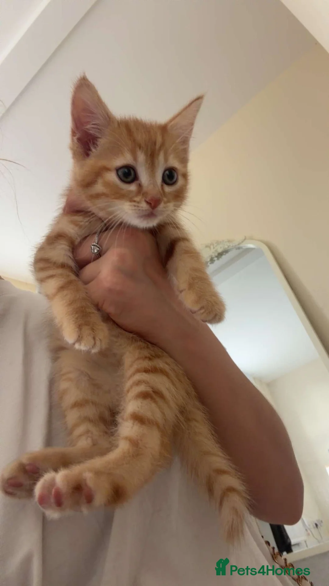 Bengal cats for sale: Beautiful boy kitten left mixed with bengal  - Advert 2