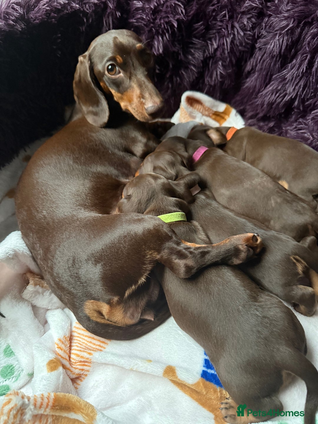 Miniature Dachshund dogs for sale: Miniature Dachshund puppies - Advert 5