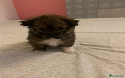 Mixed Breed dogs for sale: Puppy  - Advert 9