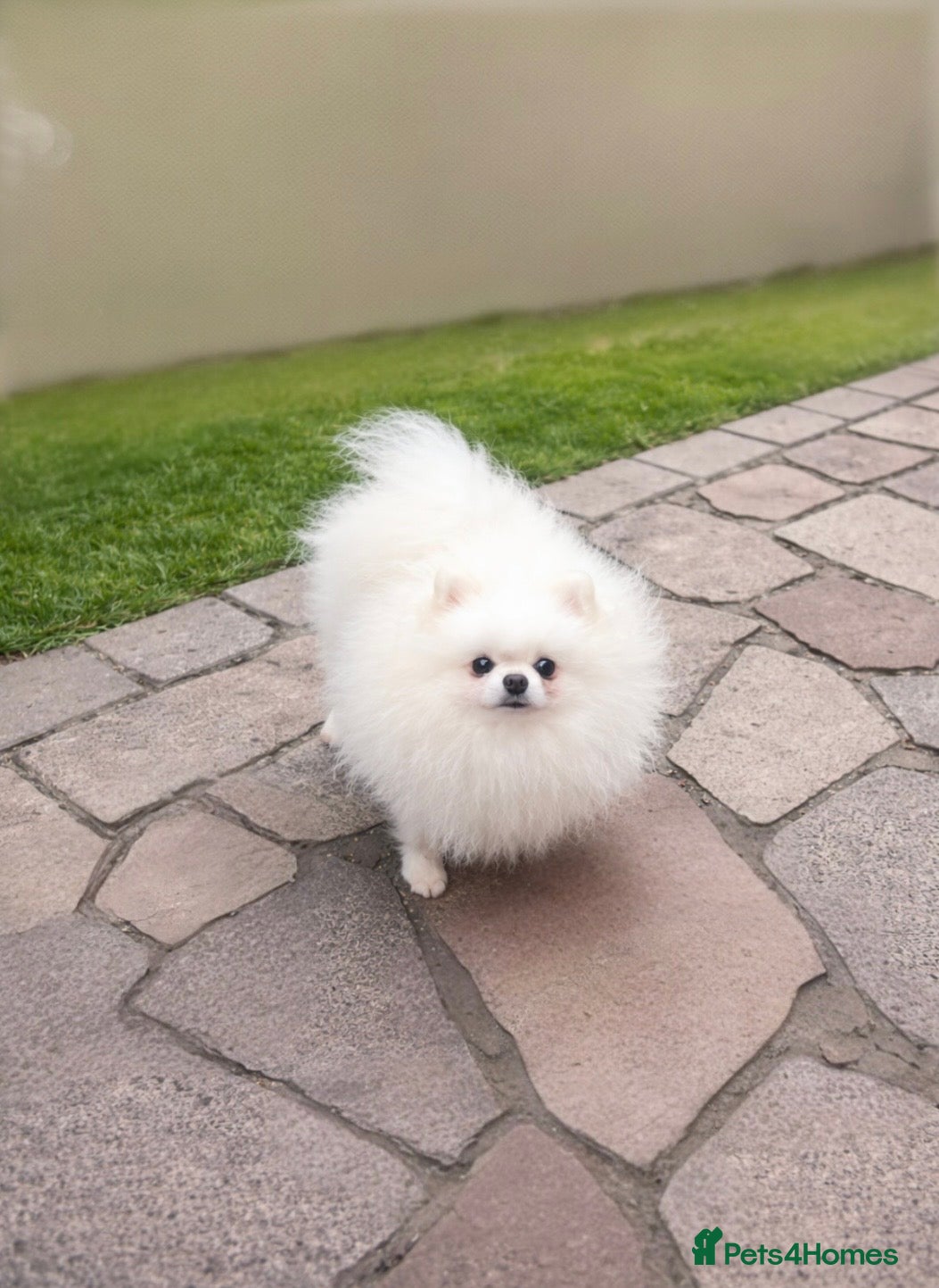 Pomeranian dogs Stunning Pomeranian Stud - Advert 4