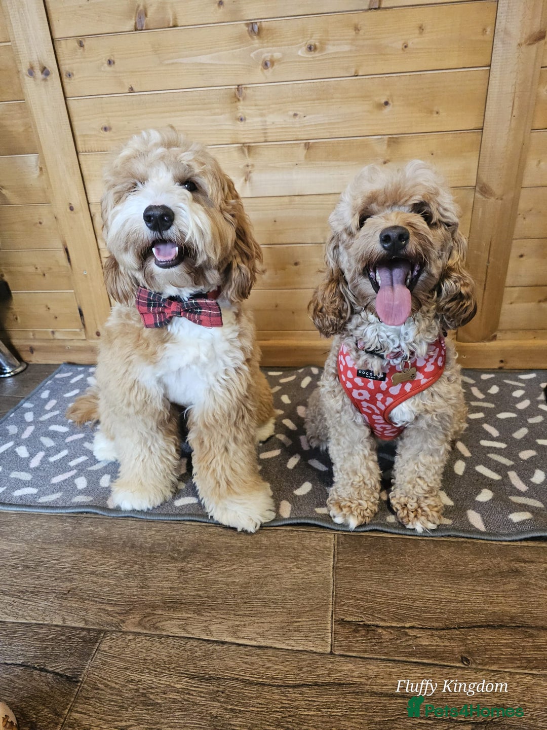 Labradoodle dogs for sale: Multigenerational Miniature Labradoodles - Image 4