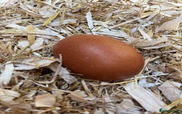 Chickens poultry for sale: Hatching eggs  - Image 5
