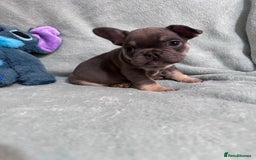 French Bulldog dogs for sale: 5 Male French Bulldog Puppies - Image 22