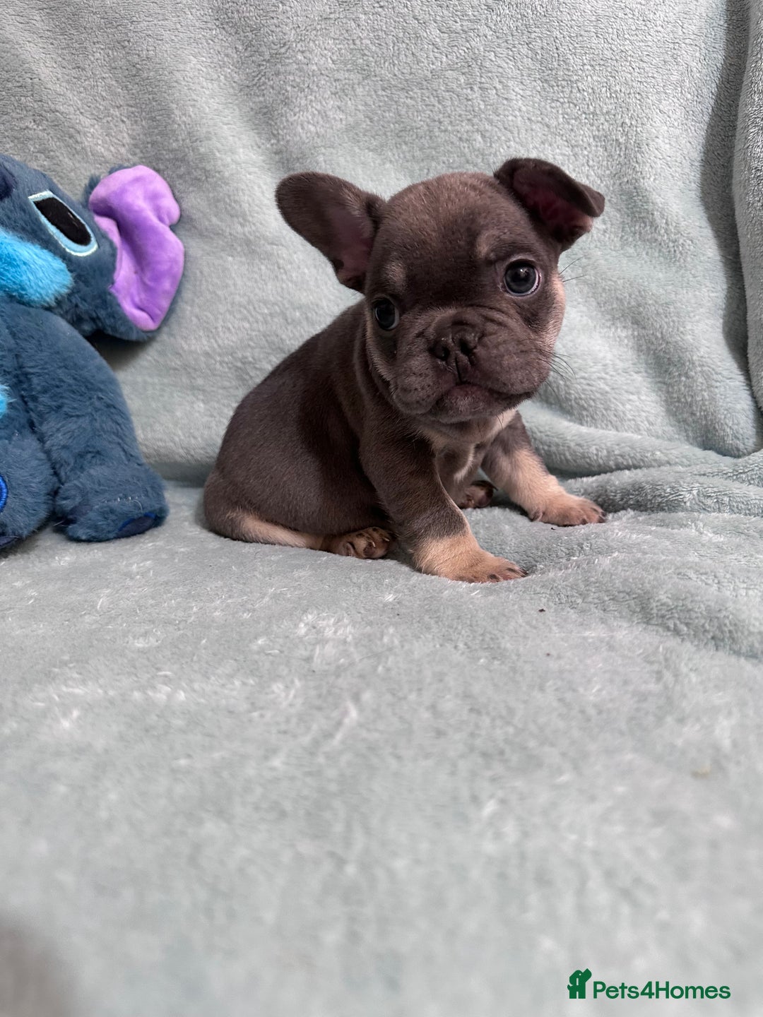 French Bulldog dogs for sale: 5 Male French Bulldog Puppies - Image 22