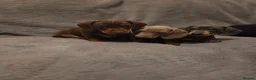 Dachshund dogs for sale: Dachshund puppies for sale in Houghton le Spring - Advert 3