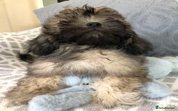 Shihpoo dogs for sale: shihpoo puppies for sale  - Image 23