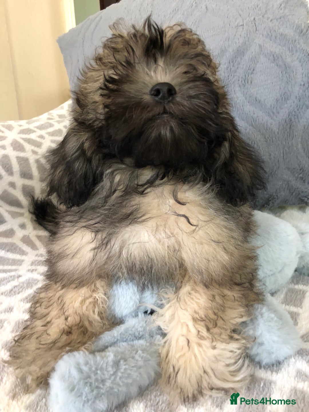 Shihpoo dogs for sale: shihpoo puppies for sale  - Image 23