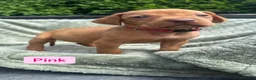 Hungarian Vizsla dogs for sale: 🐶Adorable KC Hungarian Vizsla Puppies 💗🩵 - Advert 31