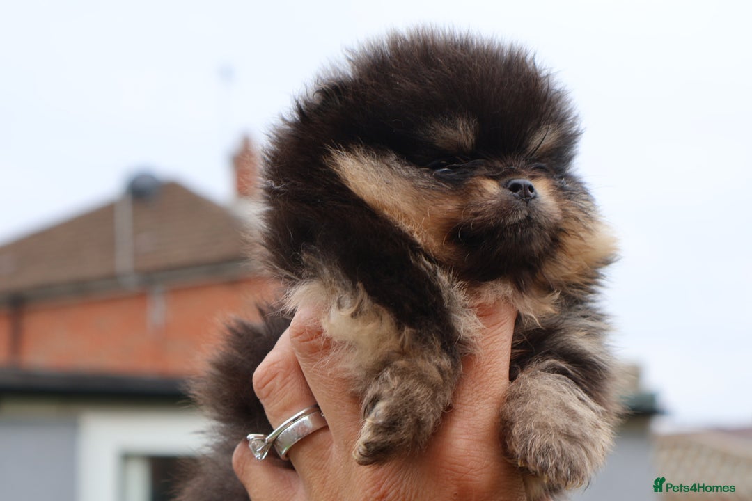 Pomeranian dogs for sale: READY NOW-REDUCED!! TRUE TEDDY BEAR POMERANIAN - Image 34