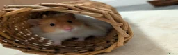 Hamster rodents for sale: Teddy bear sryian hamster for sale in Huddersfield - Advert 1