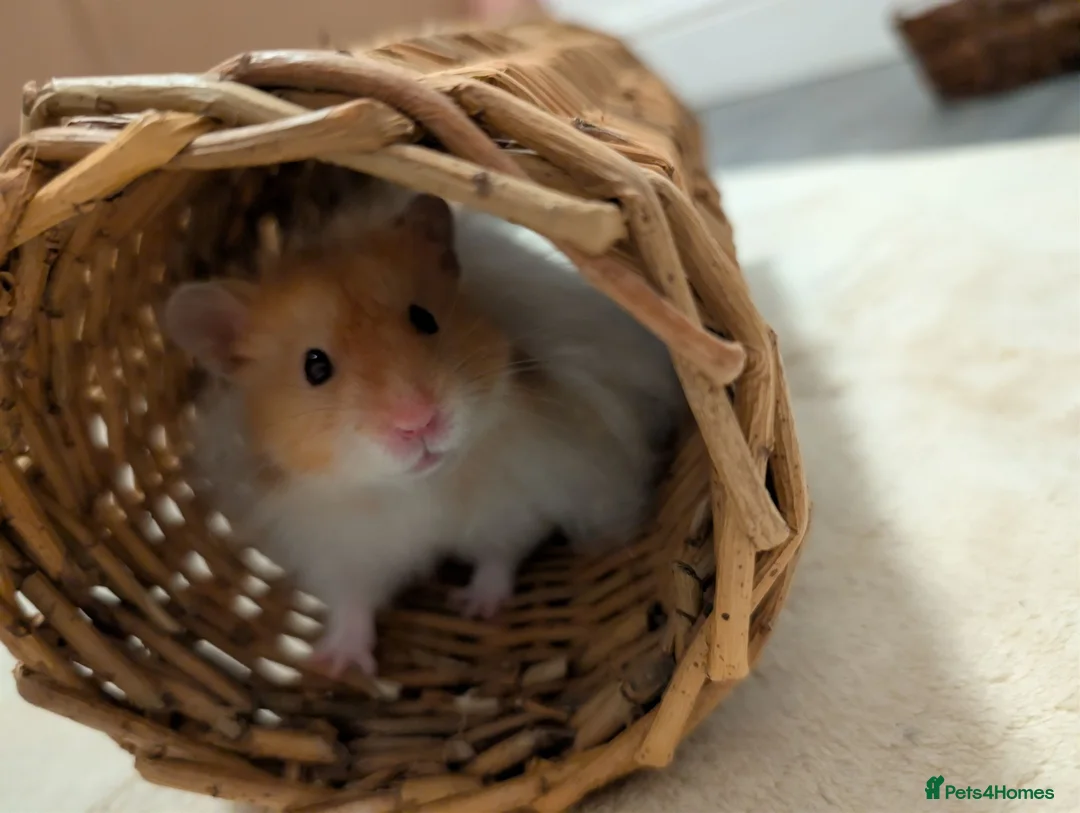 Hamster rodents for sale: Teddy bear sryian hamster for sale in Huddersfield - Advert 1