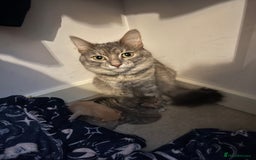 Maine Coon cats for sale: Grey Ragdoll / Mainecoon kitten - Image 12