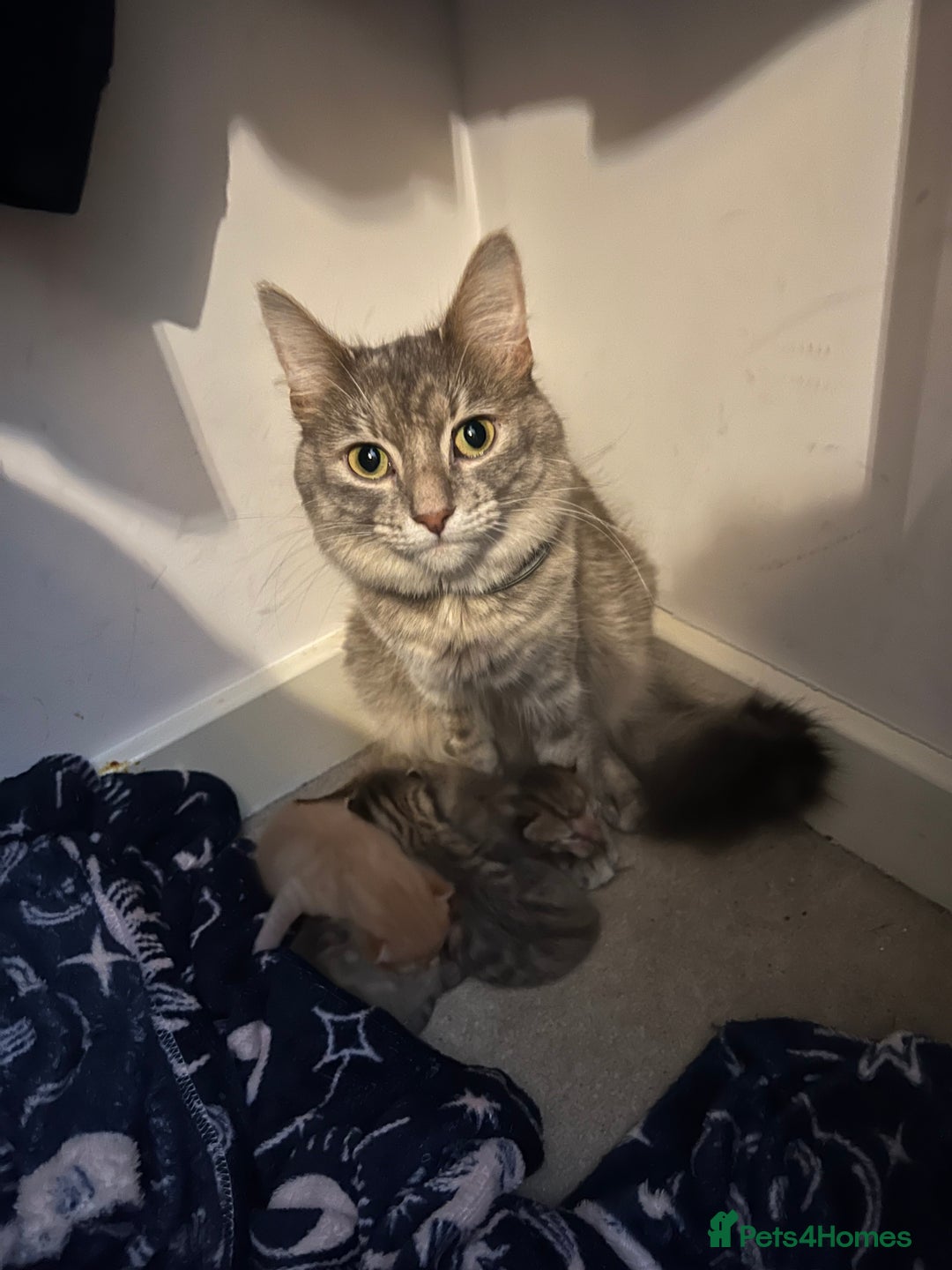 Maine Coon cats for sale: Grey Ragdoll / Mainecoon kitten - Image 12