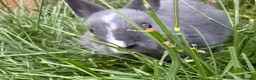 Netherland Dwarf rabbits for sale: Pure Netherland dwarf   - Advert 6