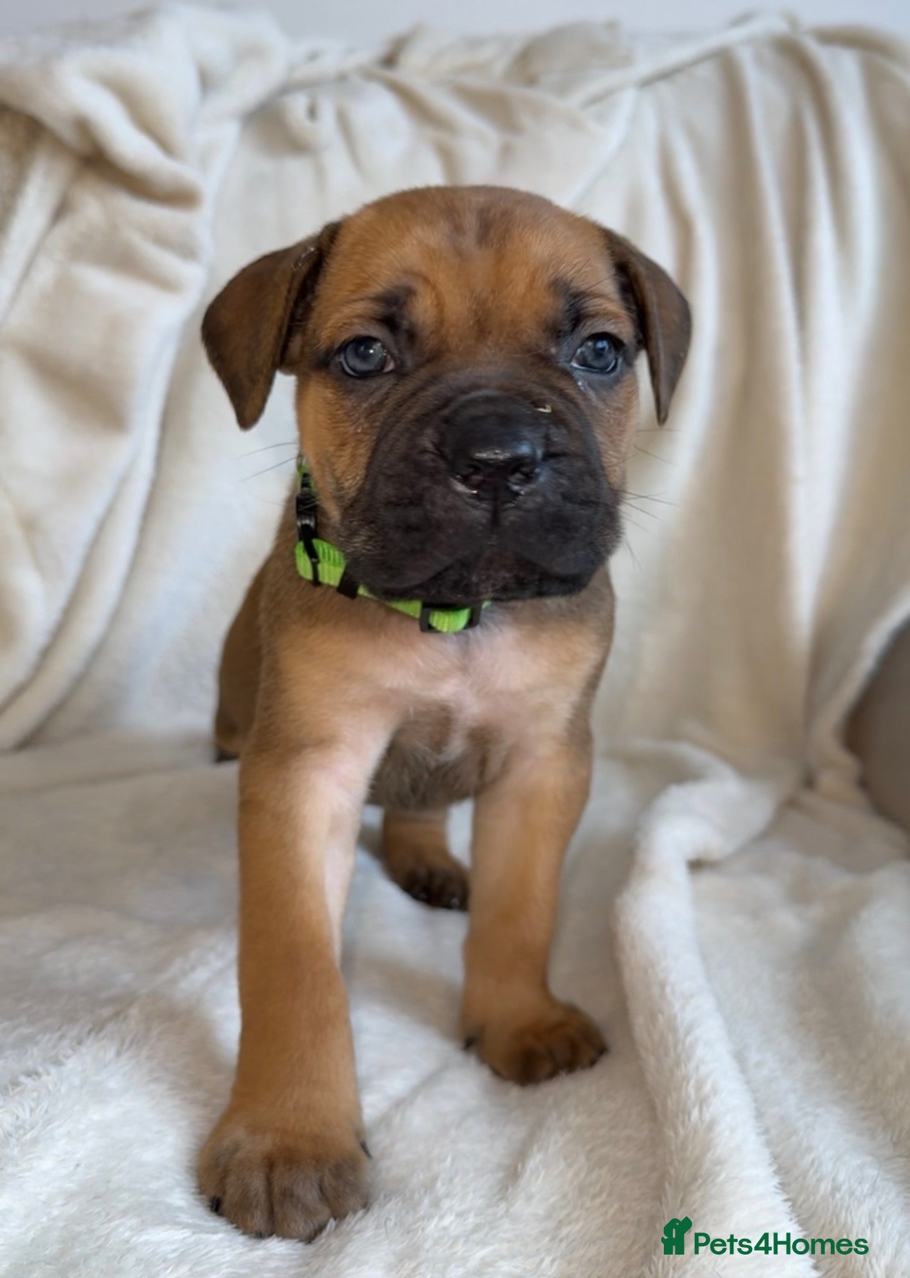 Cane Corso dogs ICF/ICCF Champion 6th GENERATION Cane Corso pups - Advert 14