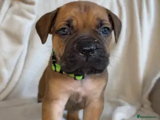 Cane Corso dogs ICF/ICCF Champion 6th GENERATION Cane Corso pups - Advert 11