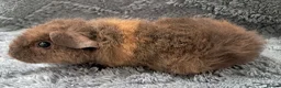 Guinea Pig rodents for sale: Beautiful baby teddy brothers for sale - Advert 3
