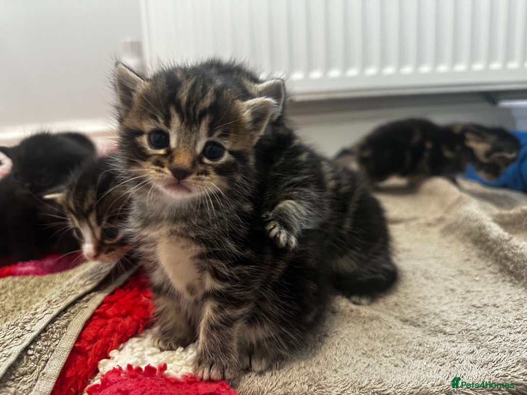 Domestic Shorthair cats for sale: Tabby kittens for sale  - Image 3