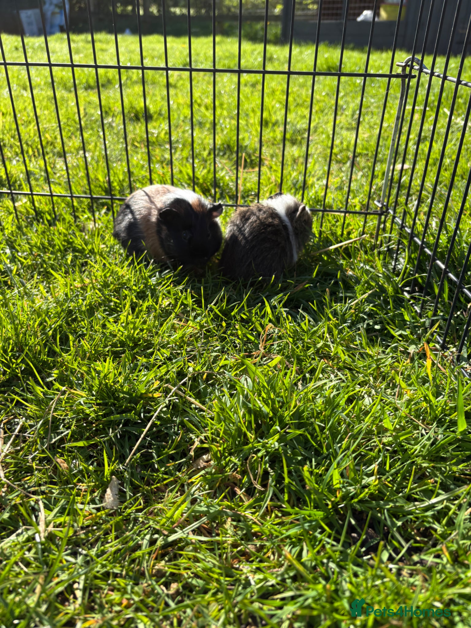 Guinea Pig rodents Beautiful well handled babies  - Advert 1