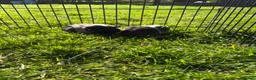 Guinea Pig rodents for sale: Beautiful well handled babies  - Advert 1