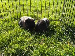 Guinea Pig rodents Beautiful well handled babies - Advert 1