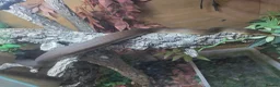 Mixed Breed reptiles for sale: Various snakes with set ups for sale in Andover - Advert 3