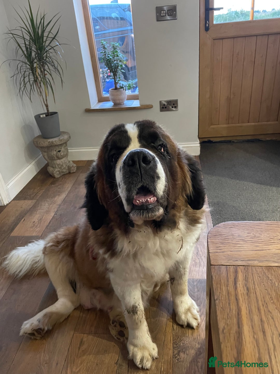 Saint Bernard dogs for sale: Stunning KC reg Saint Bernard puppies  - Image 16