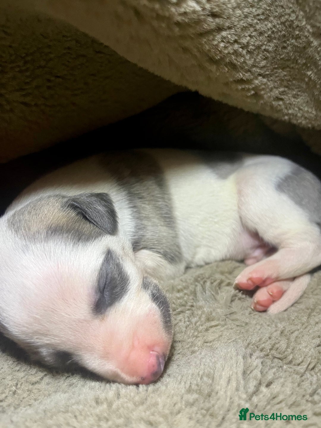 Whippet dogs for sale: Gorgeous KC Whippet Pups - Advert 10