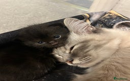 Ragdoll cats for sale: 🐾 Ragdoll Kittens Ready End of November 🐾 - Image 9